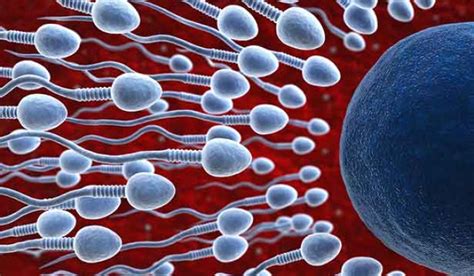 S­p­e­r­m­ ­k­a­l­i­t­e­s­i­n­i­ ­z­i­r­v­e­y­e­ ­t­a­ş­ı­y­a­n­ ­7­ ­g­ı­d­a­